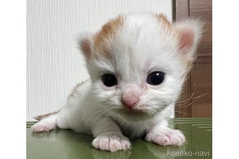 成約済の埼玉県のスコティッシュフォールド-48725の24枚目