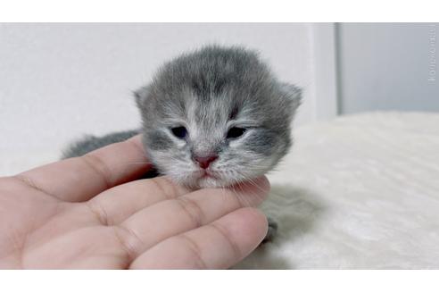 販売中の鹿児島県のスコティッシュフォールド-48905