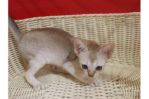 成約済の埼玉県のシンガプーラ-46245の17枚目