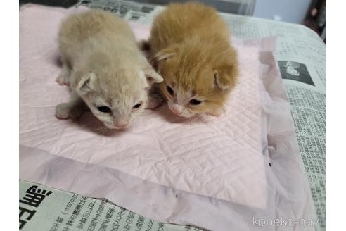 成約済の千葉県のラパーマ-49914の4枚目