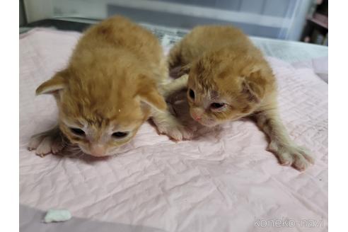 成約済の千葉県のラパーマ-49915の3枚目
