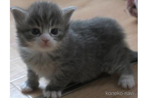 成約済の茨城県のノルウェージャンフォレストキャット-49759の3枚目
