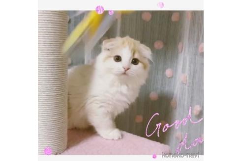 成約済の愛媛県のスコティッシュフォールド(折れ耳)-49784