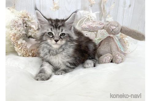 成約済の大阪府のメインクーン-49963の5枚目