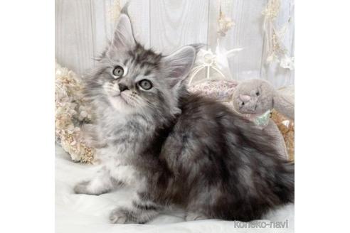 成約済の大阪府のメインクーン-49963の1枚目