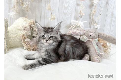 成約済の大阪府のメインクーン-49963の2枚目