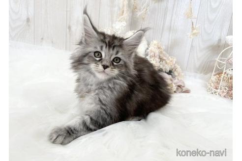 成約済の大阪府のメインクーン-49963の4枚目