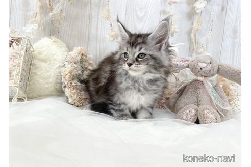 成約済の大阪府のメインクーン-49963の3枚目