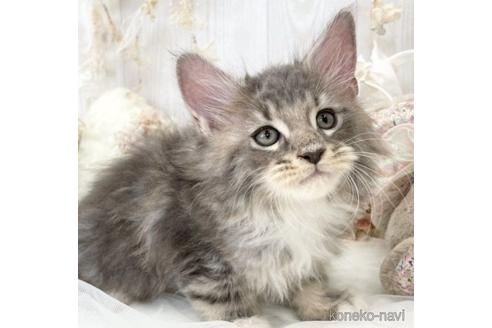 成約済の大阪府のメインクーン-49968の1枚目