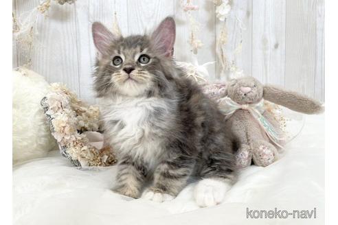 成約済の大阪府のメインクーン-49968の4枚目