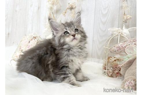 成約済の大阪府のメインクーン-49969の2枚目