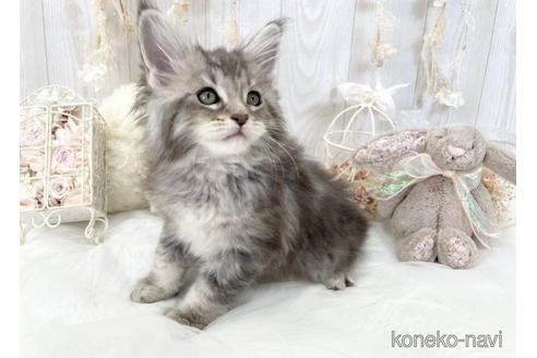 成約済の大阪府のメインクーン-49969の4枚目