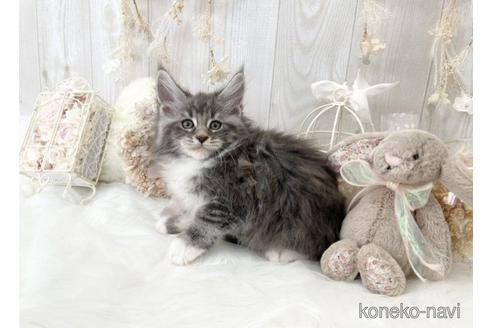 成約済の大阪府のメインクーン-49970の5枚目