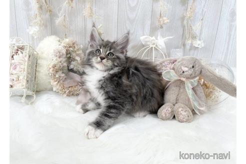 成約済の大阪府のメインクーン-49970の4枚目