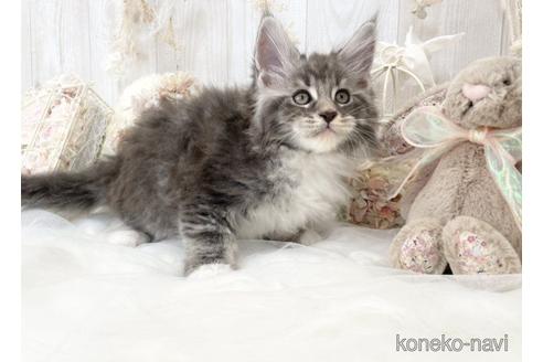 成約済の大阪府のメインクーン-49970の2枚目