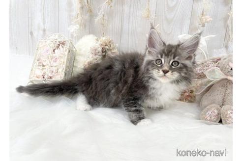 成約済の大阪府のメインクーン-49970の3枚目