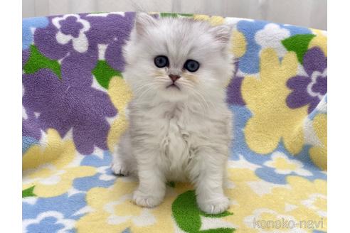 成約済の神奈川県のペルシャ(チンチラ)-48328の3枚目