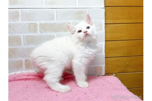 成約済の東京都のラグドール-48158の8枚目