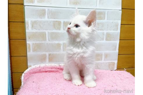 成約済の東京都のラグドール-48158の9枚目