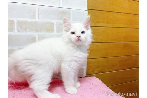 成約済の東京都のラグドール-48158の10枚目