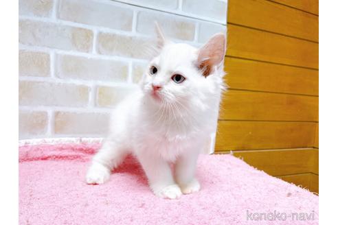 成約済の東京都のラグドール-48158の11枚目