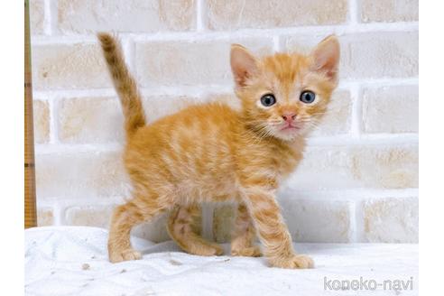 成約済の東京都のマンチカン-50858の1枚目