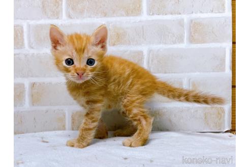 成約済の東京都のマンチカン-50858の5枚目