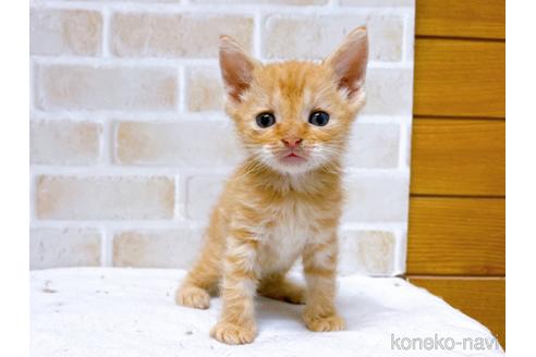 成約済の東京都のマンチカン-50857の1枚目