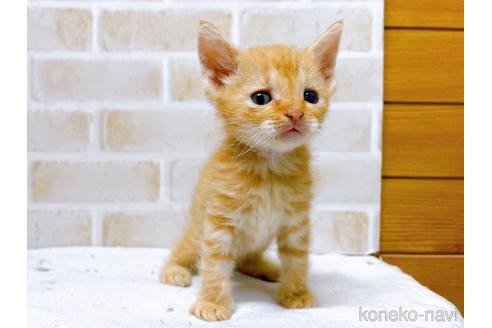 成約済の東京都のマンチカン-50857の3枚目