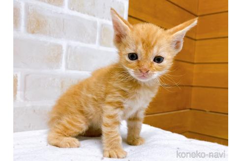 成約済の東京都のマンチカン-50857の5枚目