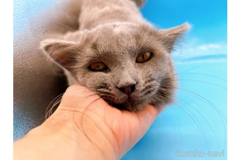 成約済の東京都のブリティッシュロングヘア-42591の26枚目