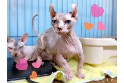 成約済の東京都のその他の猫種-31114の22枚目