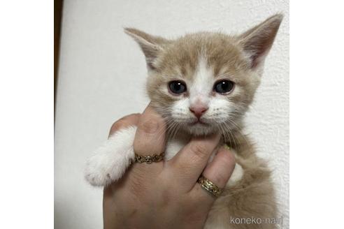 成約済の千葉県のマンチカン-50082の12枚目