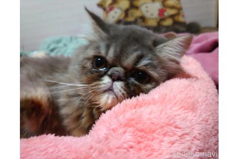 成約済の愛知県のエキゾチックショートヘア-48565の1枚目