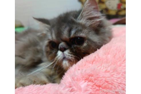 成約済の愛知県のエキゾチックショートヘア-48565の5枚目