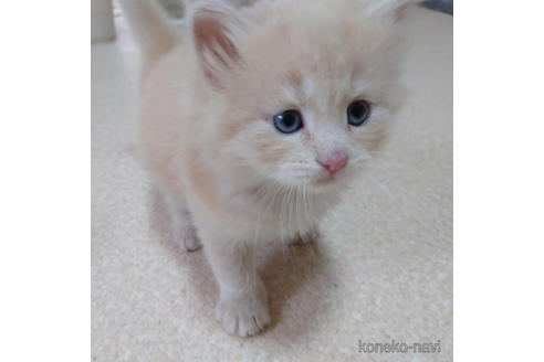 成約済の埼玉県のノルウェージャンフォレストキャット-48371の4枚目
