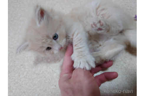 成約済の埼玉県のノルウェージャンフォレストキャット-48371の3枚目