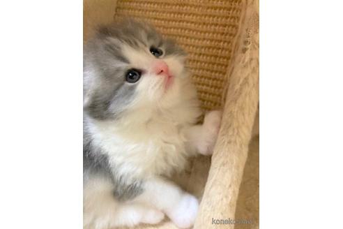 成約済の三重県のスコティッシュフォールド(折れ耳)-50126の2枚目