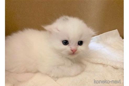 成約済の三重県のスコティッシュフォールド(折れ耳)-50129の3枚目