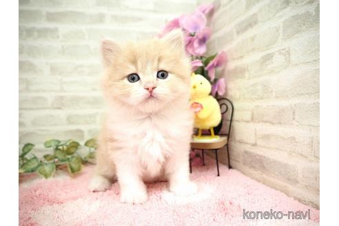 成約済の埼玉県のスコティッシュフォールド-50199の2枚目