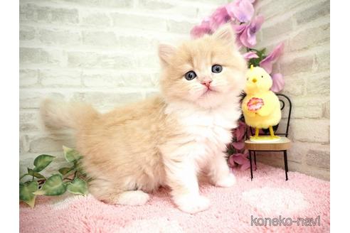成約済の埼玉県のスコティッシュフォールド-50199の6枚目