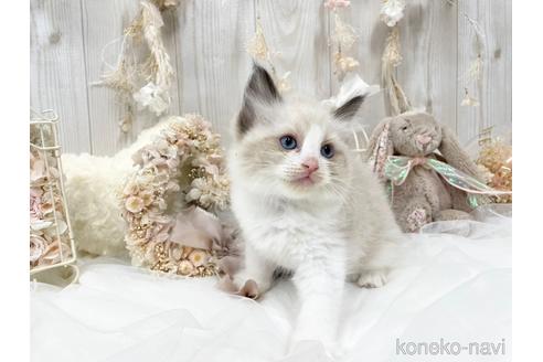 成約済の大阪府のラグドール-48165の6枚目