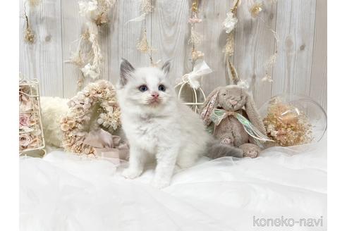 成約済の大阪府のラグドール-48163の3枚目