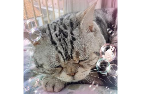 成約済の東京都のアメリカンショートヘア-49908の10枚目