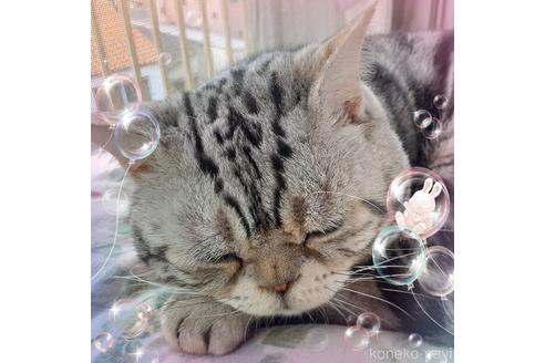 成約済の東京都のアメリカンショートヘア-49911の13枚目