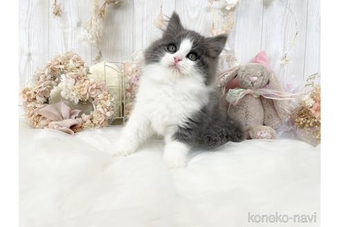 成約済の大阪府のサイベリアン-46737の1枚目