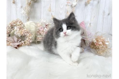 成約済の大阪府のサイベリアン-46737の2枚目