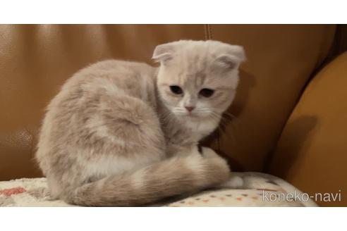 成約済の埼玉県のスコティッシュフォールド-47160の1枚目