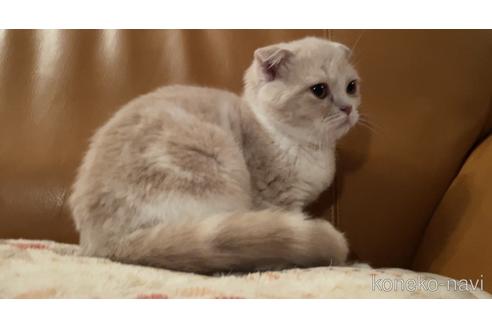 成約済の埼玉県のスコティッシュフォールド-47160の2枚目