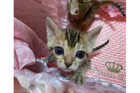 成約済の岡山県のベンガル-48226の1枚目